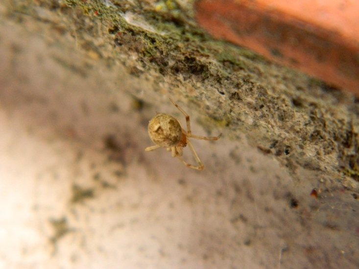 Parasteatoda tepidariorum con larva di Cydalima perspectalis